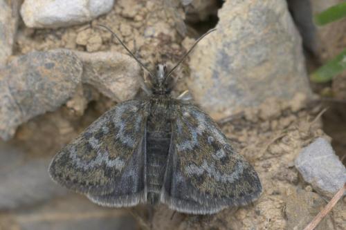 Réf. 261 473 : Metaxmeste phrygialis